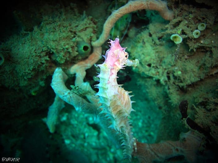 Tim Rendell; Seahorse