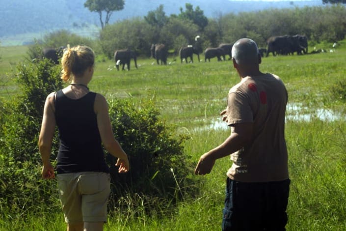 Spotting elephants