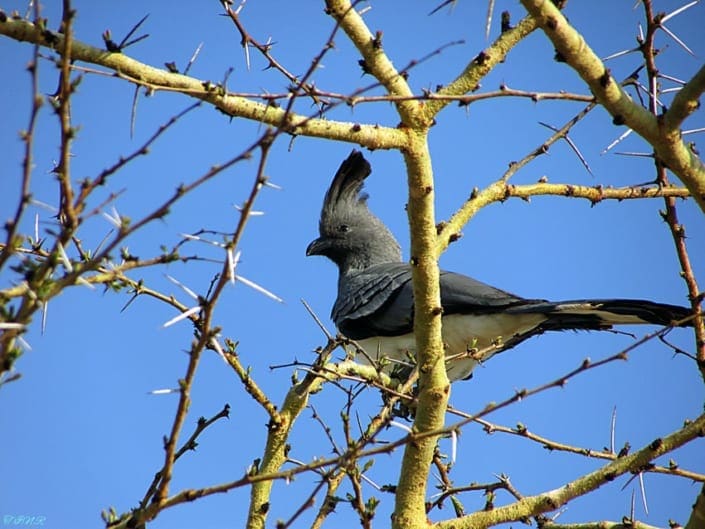 Tim Rendell; The go-way bird