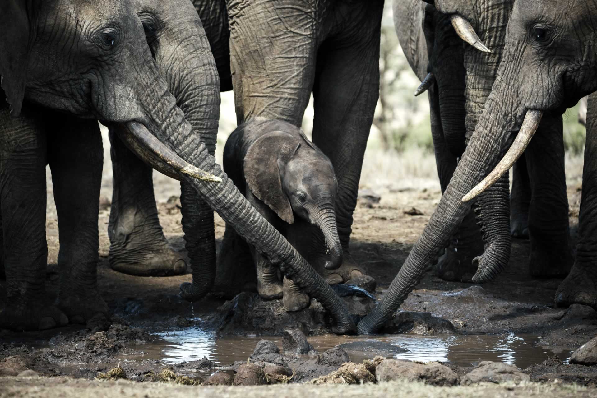 Wilderness - Elephants at the waterhole